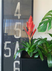 frame met bromelia op voorgrond